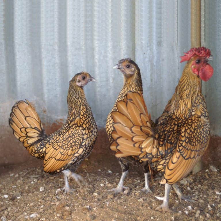 Golden Sebright Bantams Akers Flock